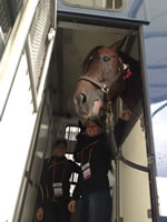 Olympics 2012 Horse transportation services by EyeSpyMyRide